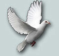 Doves 2 Remember Dove Release