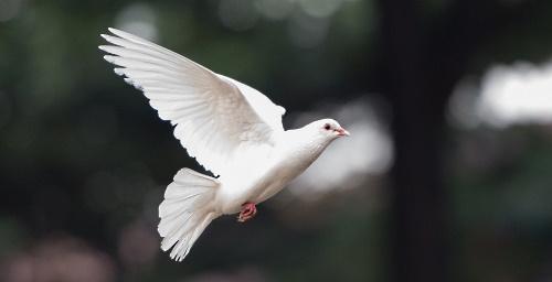 Doves of Love Release