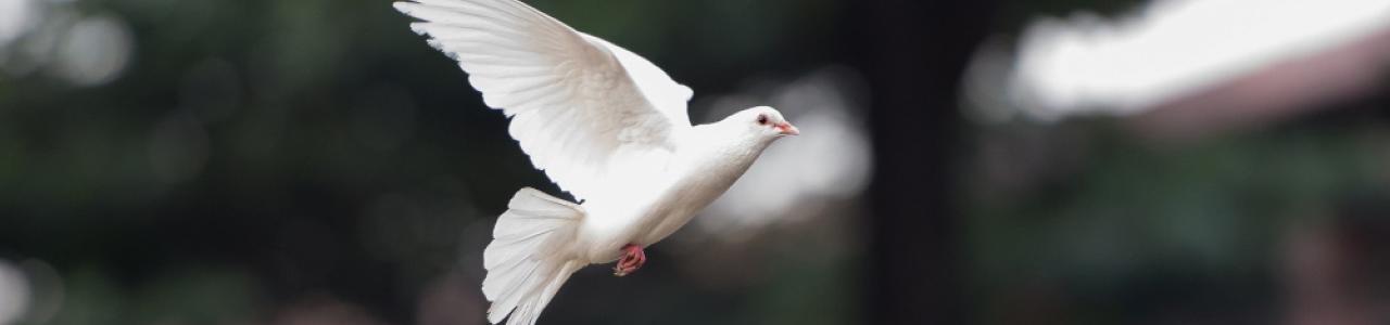the freedom dove