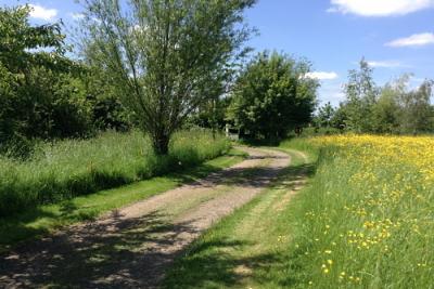 Westall Park wild fields