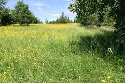 Westall Park meadow fields