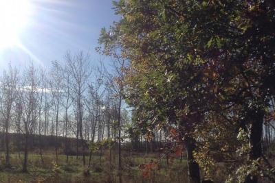 Markfield burial ground autumn sun
