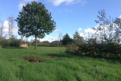 Markfield burial ground Oak Tree