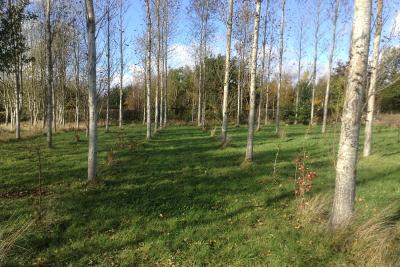 Markfield burial ground poplar trees
