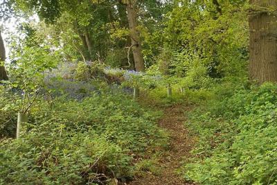 Temple Fields Natural burial woodland