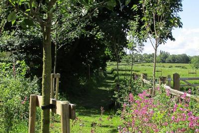Temple Fields nature and woodland together