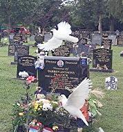 Funeral Doves in Essex