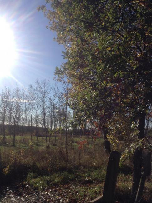 Markfield burial ground autumn sun