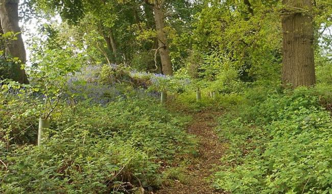Temple Fields Natural burial woodland