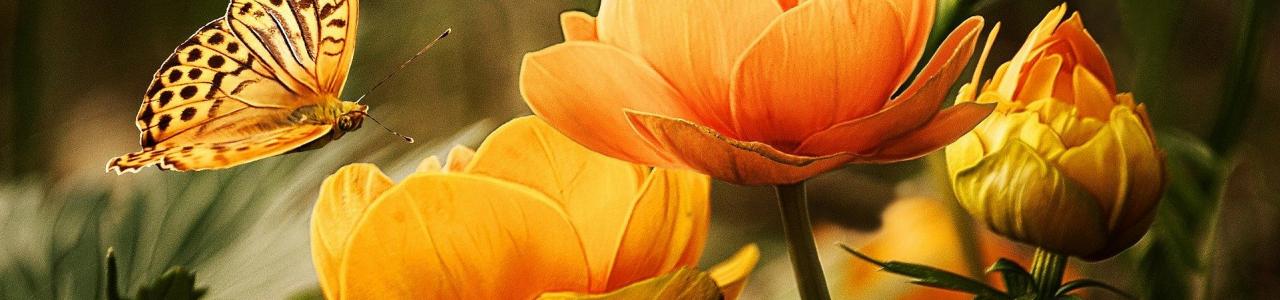 Flowers and butterflys for a Celebration of Life service