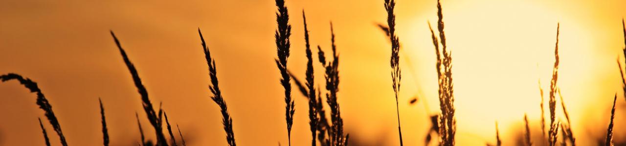 Celebrant For Funerals