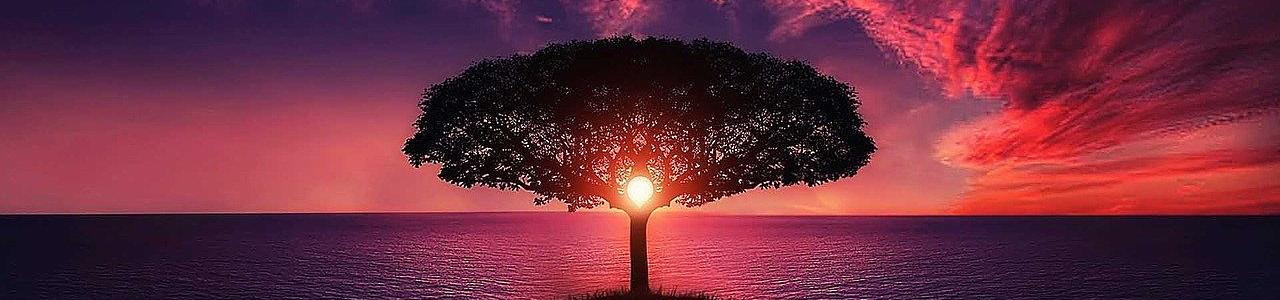 The Sunset and tree to life