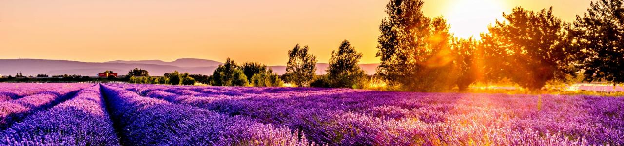 Fields of lavender