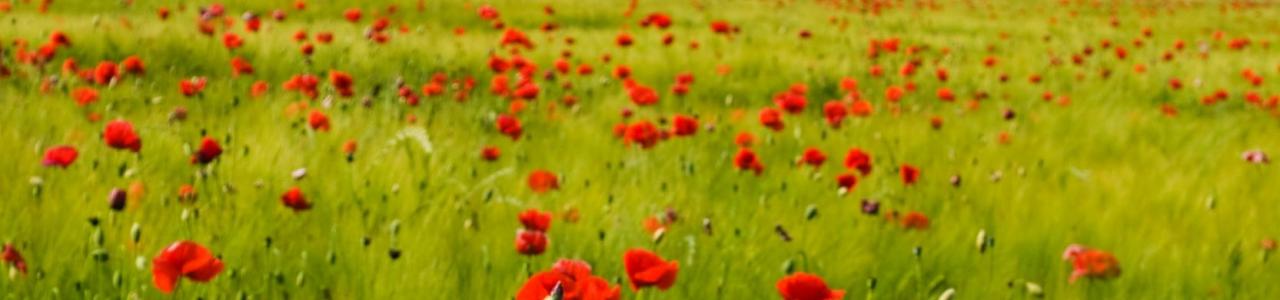 Poppy Field