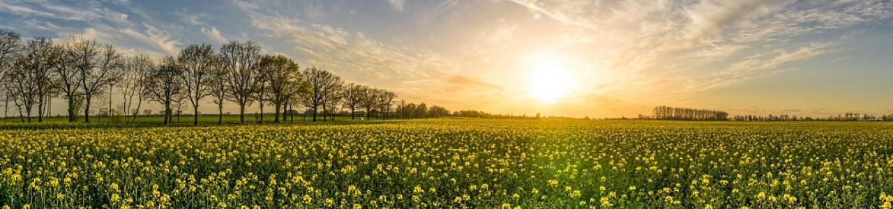 Beautiful Fields of Light