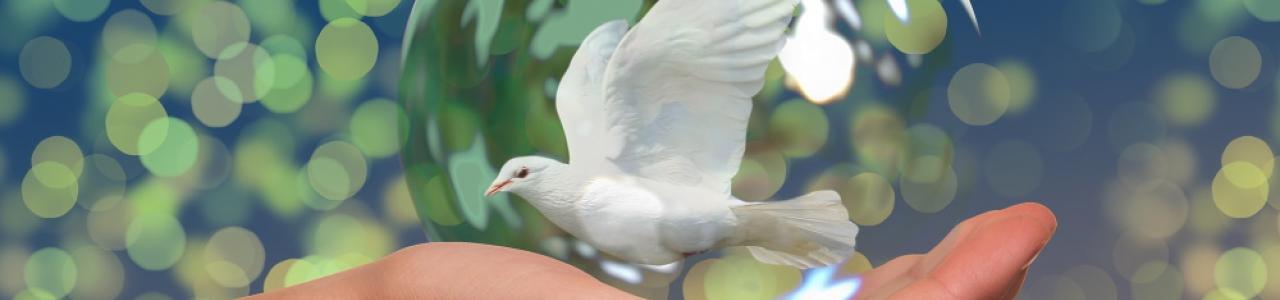 Dove from the bubble