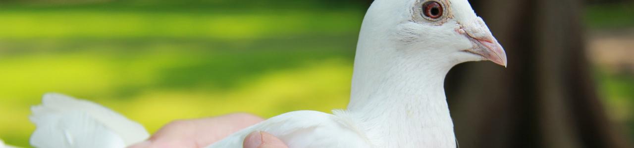Dove in the hand