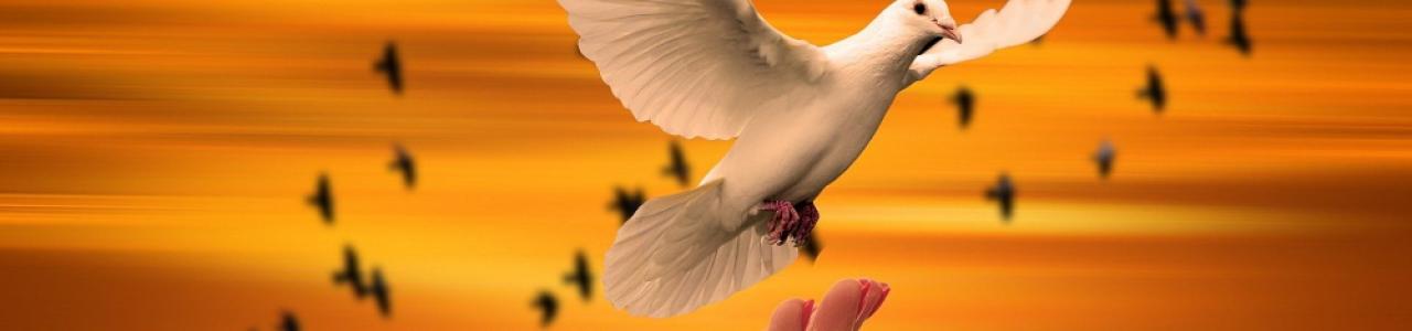 Doves intoi the sunset