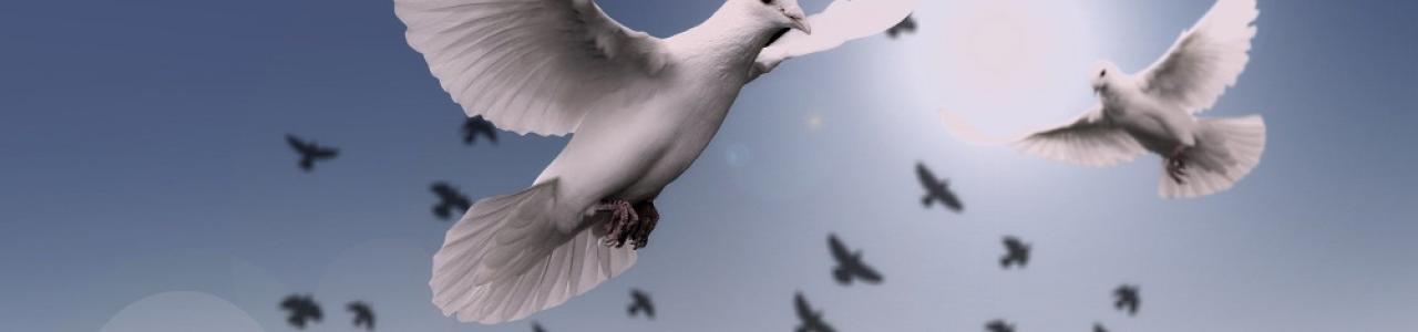 Flying doves into the sunset sky