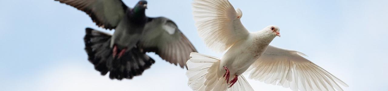 Flying Doves above