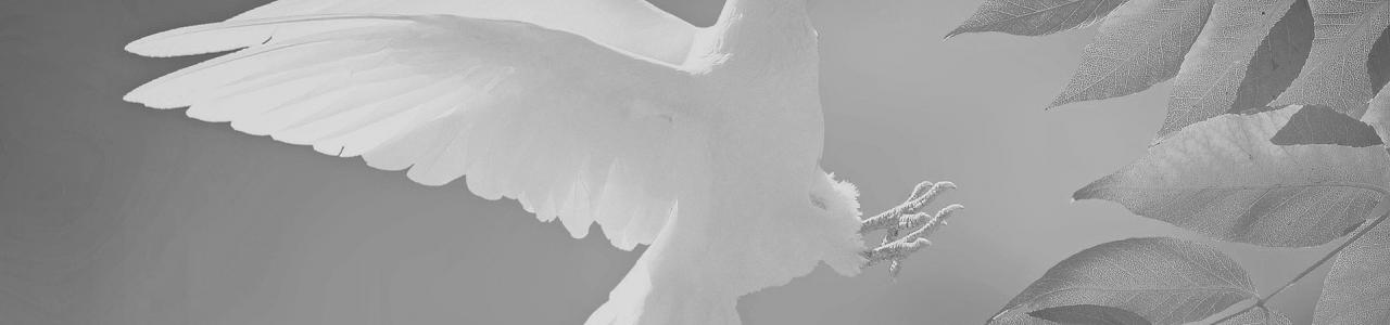 Dove of peace and tranquility