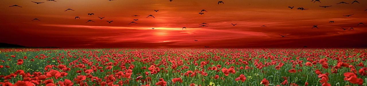 Poppies in the sunset