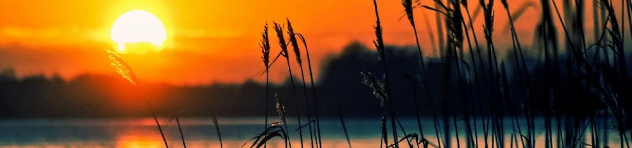 Reeds by the Lake after the dove has flown