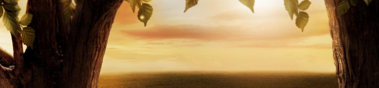 Sunset beneath the trees