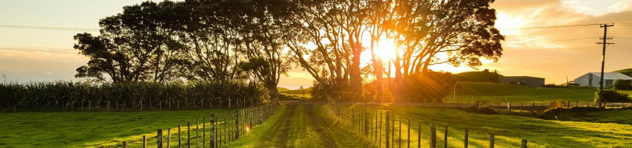 The Lane captured by Werner Sevenster