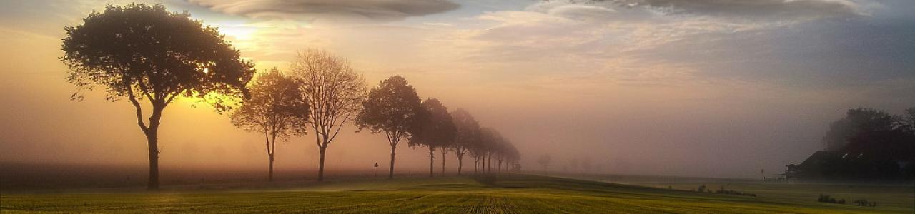 Trees in the Landscape